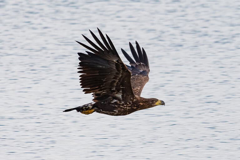 De magische Biesbosch