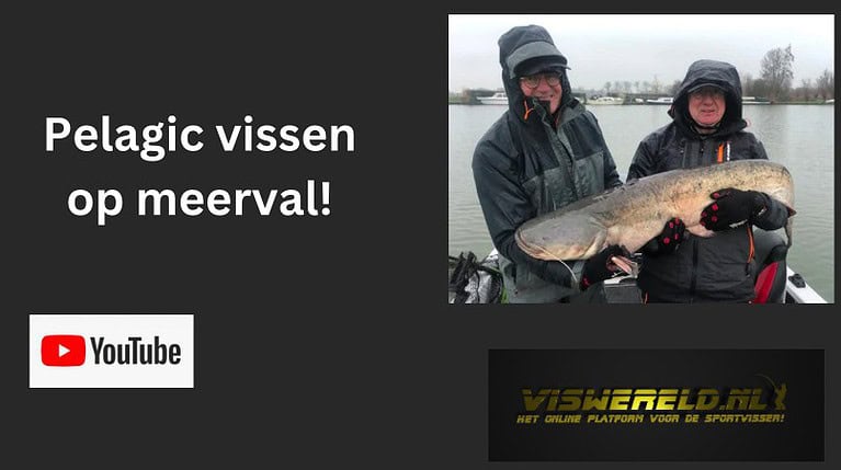 Pelagic vissen op meerval