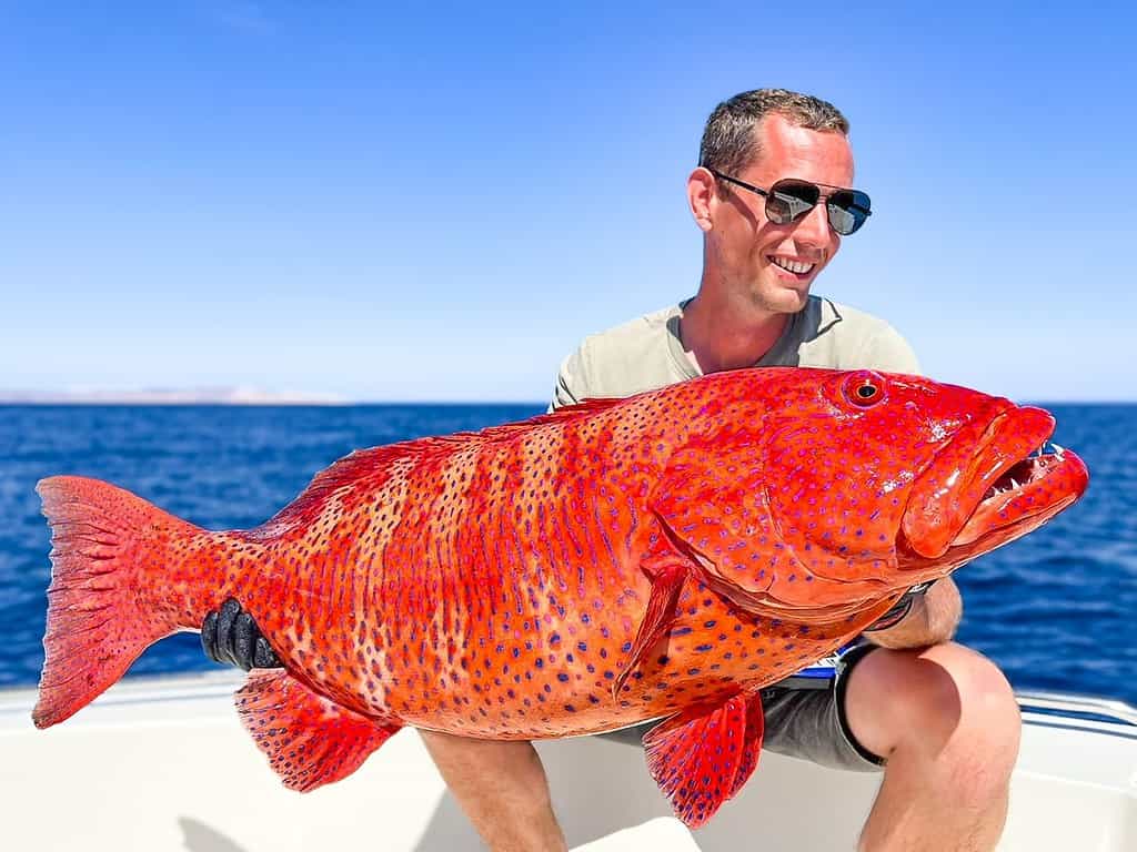 Een persoon met een zonnebril houdt een grote, felrode vis met donkere vlekken vast terwijl hij op een boot zit in het zonnige, open water van de Rode Zee.