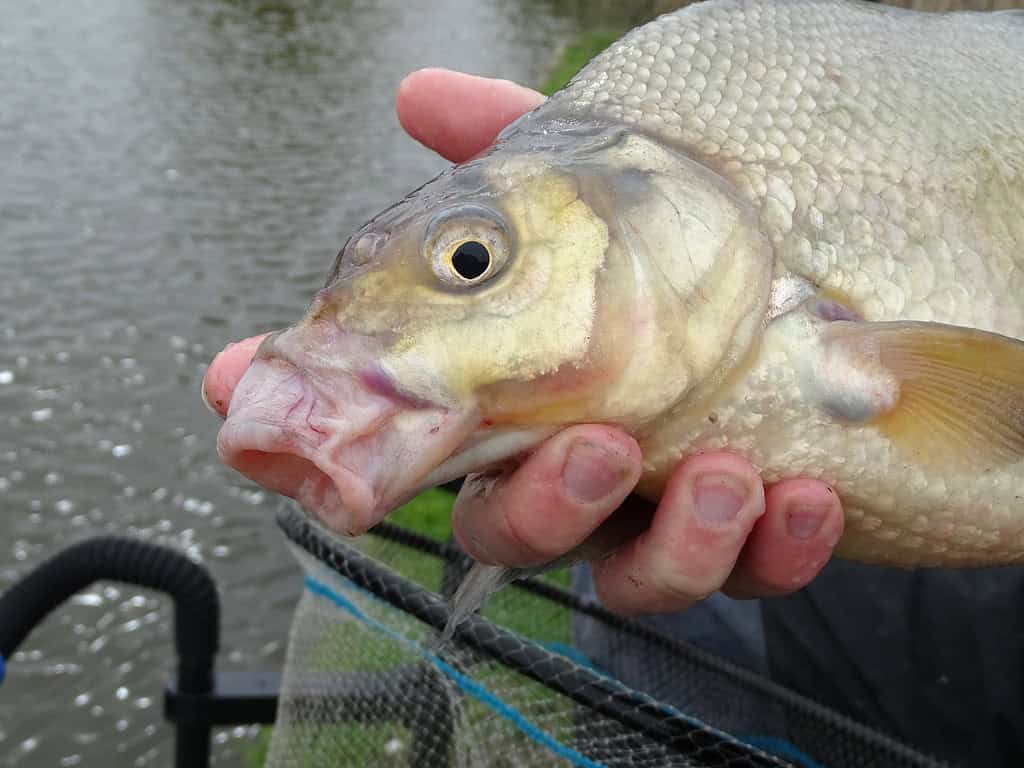 Iemand houdt een vers gevangen vis boven een net in de buurt van een watermassa, klaar om Attrafish Paste aan te brengen om ervoor te zorgen dat de vangst perfect is voor het avondeten.