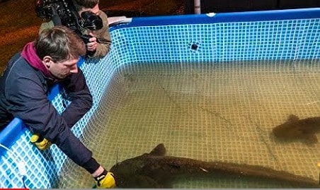 Twee personen hanteren een grote vis in een rechthoekig, bovengronds zwembad gevuld met water. De één draagt handschoenen en houdt de vis vast, terwijl de ander het tafereel met een camera vastlegt.