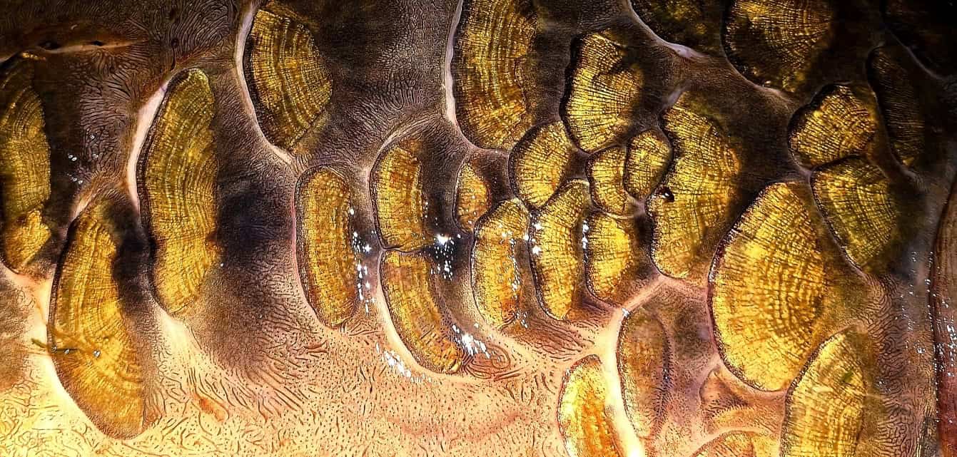 Close-up afbeelding van gouden, bladvormige patronen met een gestructureerd oppervlak, wat een organisch, abstract ontwerp creëert dat doet denken aan caleidoscopische reflecties in groot water. De patronen hebben ingewikkelde aderachtige lijnen die worden verlicht door licht.