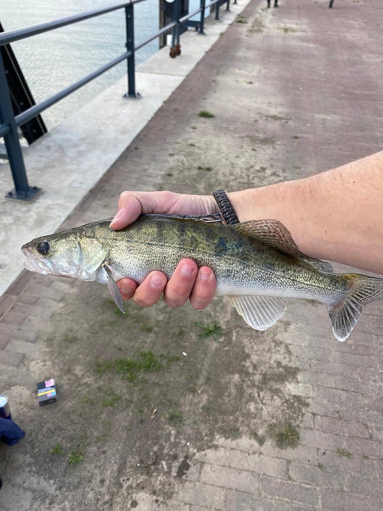 Een persoon die een kleine vis met één hand vasthoudt op een verharde ondergrond nabij een waterpartij.