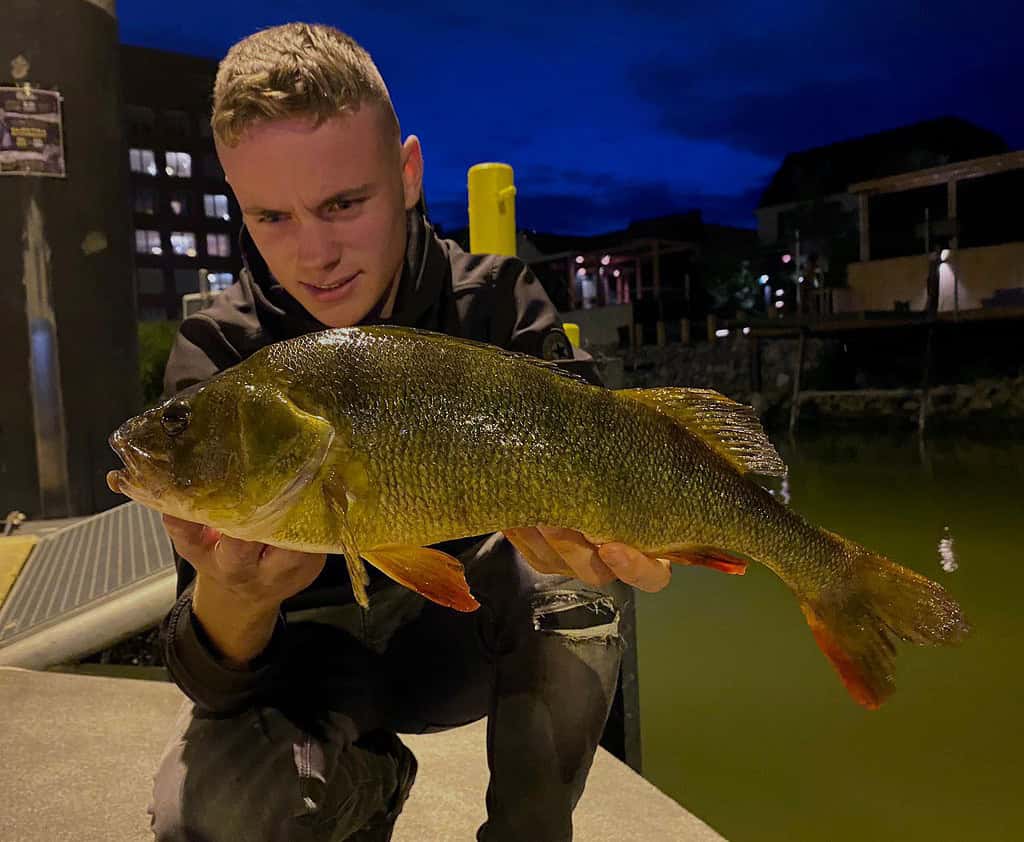 Een persoon houdt 's nachts een grote vis vast bij een waterpartij tijdens het Winterfestijn, met gebouwen op de achtergrond.