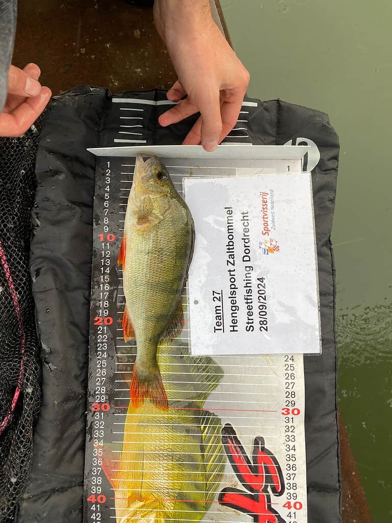 Persoon die een vis meet op een liniaal naast een blad met het opschrift "Team 27, Hengelsport Zaltbommel, NK Streetfishing kwalificatiewedstrijd Dordrecht, 28/08/21.