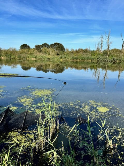 Een serene vijver met stilstaand water, waterplanten en riet op de voorgrond onder een blauwe lucht met lichte wolken. Bomen en begroeiing creëren een weelderige achtergrond, die doet denken aan landschappen die Jelle Zwijnenberg vaak vastlegde in zijn verslag van de NK Dobbervissen-wedstrijden.