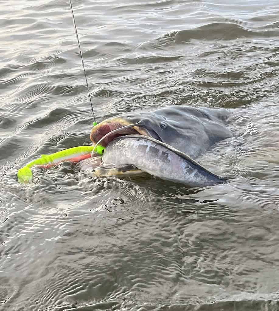 Een vis wordt gevangen aan een vislijn in het water, met een kleurrijk aas in zijn bek. Dit is een knap staaltje van Paul Breems' expertise op het gebied van vissen.