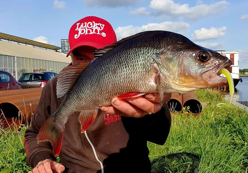 Persoon die trots een schitterende vangsten vasthoudt, een grote vis met een lokaas in zijn bek, staat buiten bij een gebouw en voertuigen.