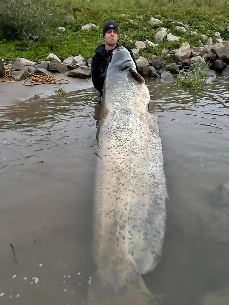 Een persoon staat in ondiep water met een extreem grote vis in zijn handen, bijna twee meter lang. Op de achtergrond zijn rotsen en gras zichtbaar.