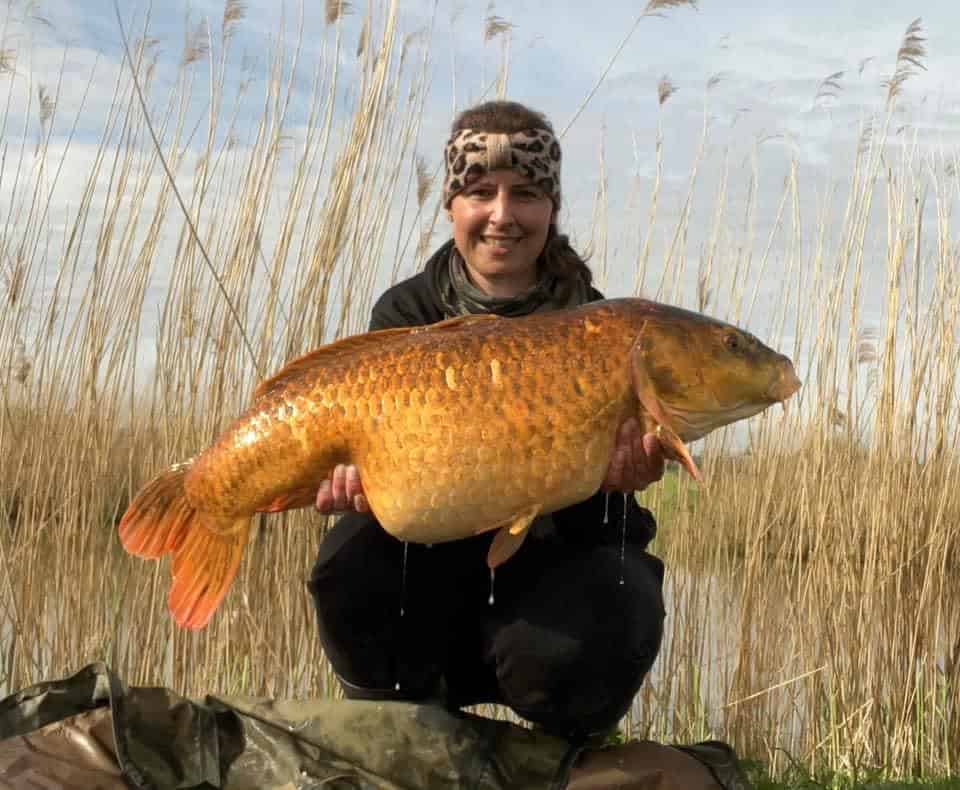 Een persoon knielt voor hoog riet en houdt met beide handen een grote oranje vis vast bij een waterpartij. Hij toont een van de 'vangsten van de week'.