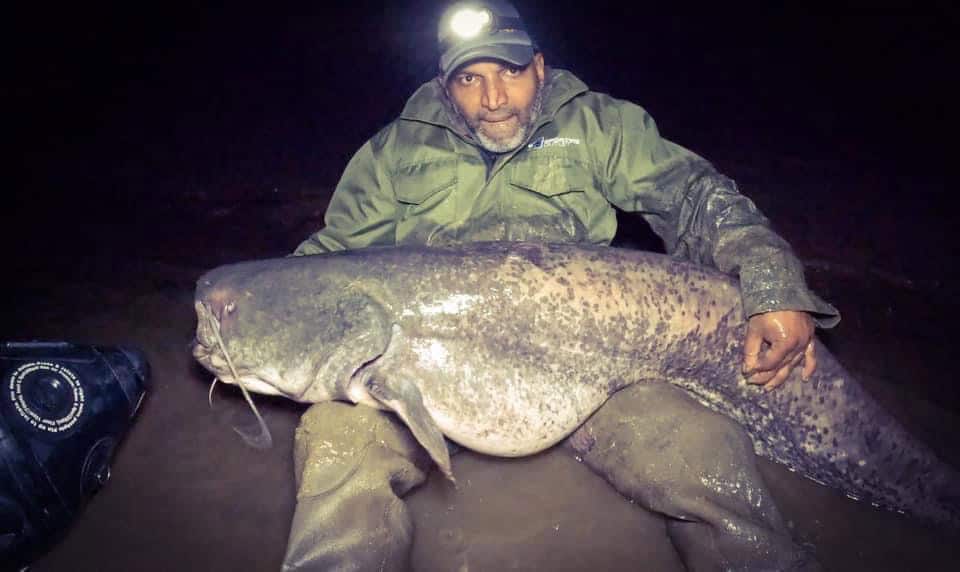 Een persoon met een groene jas en een hoofdlamp houdt 's nachts een grote meerval vast terwijl hij in het water zit. Dit is een van de verschillende vangsten van deze week.