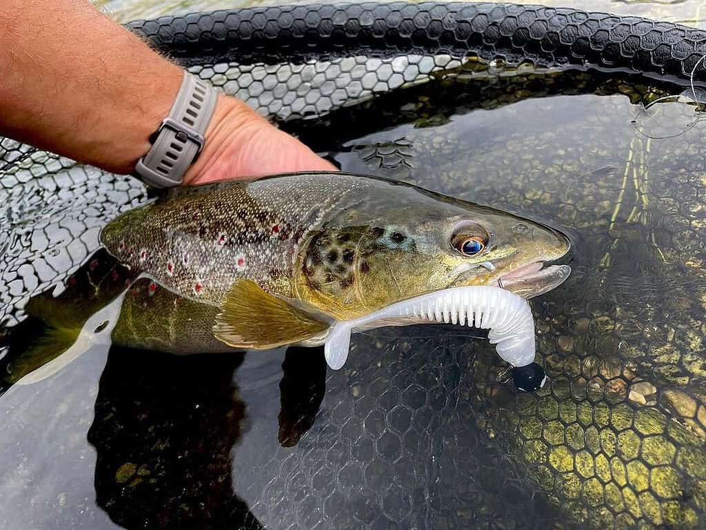 Een persoon houdt een vis met een vislokaas in zijn bek vast, naast een net in het water, tijdens de Roofvis Experience op 29 september 2024.