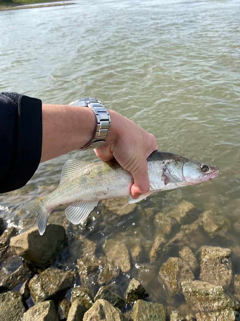 Tom Huiberts staat aan de rivier en houdt trots een snoekbaarsvissen vast. Op de achtergrond zijn de rivier en de rotsen zichtbaar.