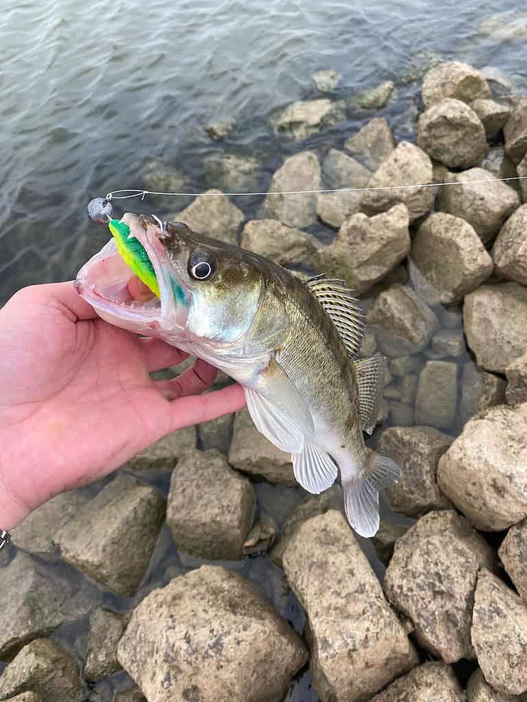 Tom Huiberts houdt trots een gevangen vis met een lokaas in zijn bek vast aan de rotsachtige oever van de rivier. Dit vat de essentie van snoekbaarsvissen perfect samen.