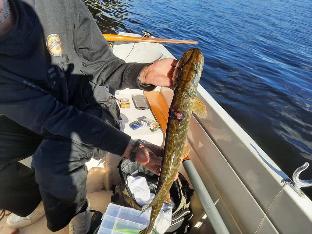 Krijn van Urk houdt trots een vis vast in de boot tijdens een zonnige vissessie, met een viskoffer in de buurt en glinsterend water op de achtergrond.