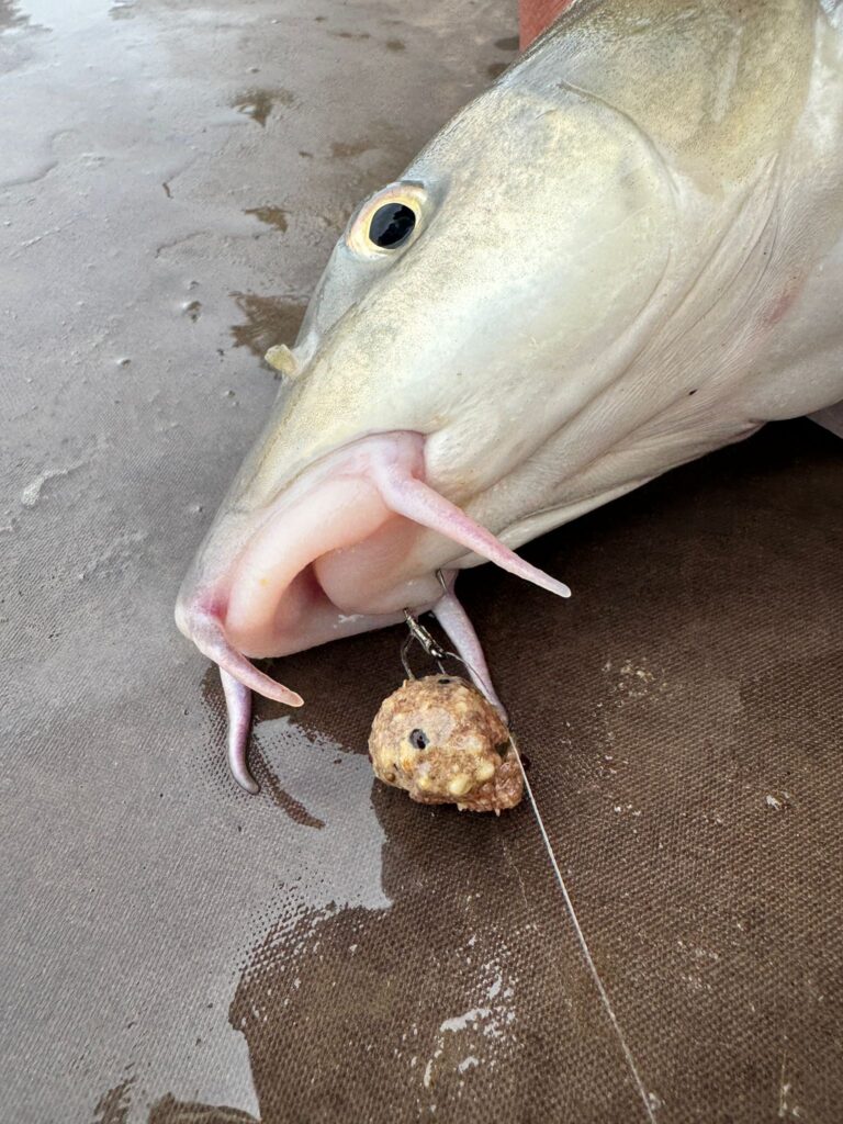 Close-up van een vis op barbeel op een nat oppervlak, met een haak in zijn bek. De kenmerkende eigenschappen zijn goed te zien.