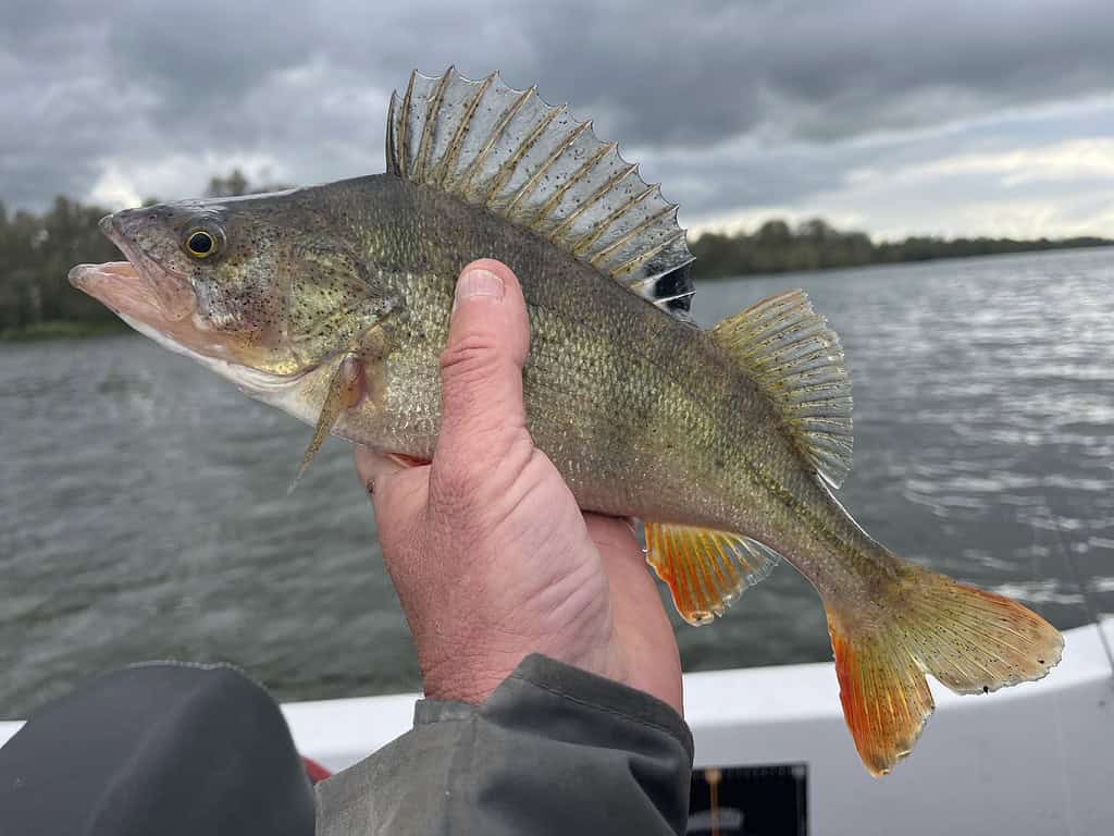 Een persoon houdt een vis met puntige vinnen vast op een boot, met een bewolkte lucht en water op de achtergrond.