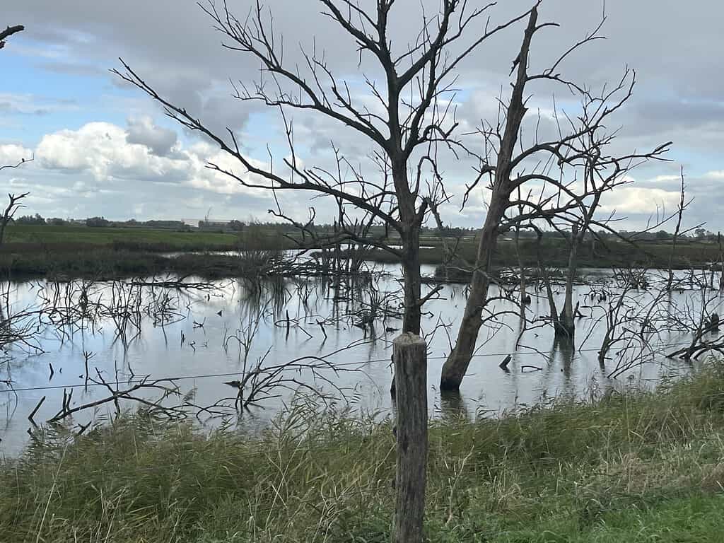 Een overstroomd landschap met bladloze bomen die in het water staan onder een bewolkte lucht, omgeven door gras en schaarse vegetatie.