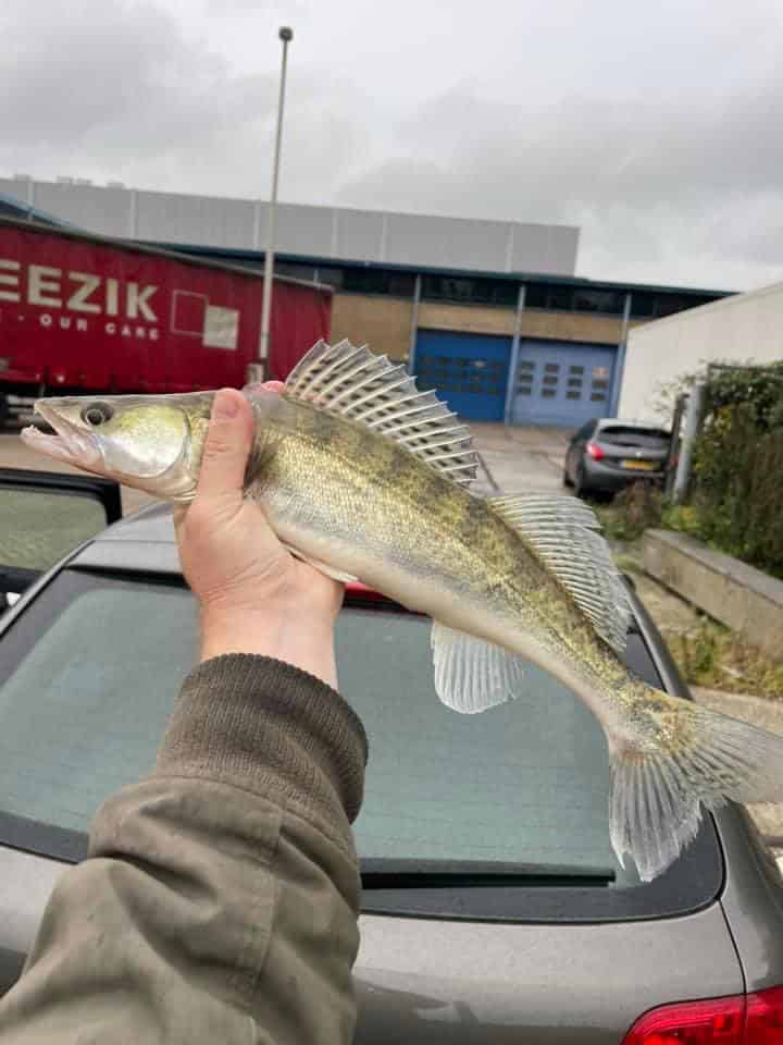 In een bomvolle editie van de vangsten van de week toont een persoon trots een vis, mogelijk een snoekbaars, tegen een stedelijke achtergrond van torenhoge gebouwen en geparkeerde auto's.