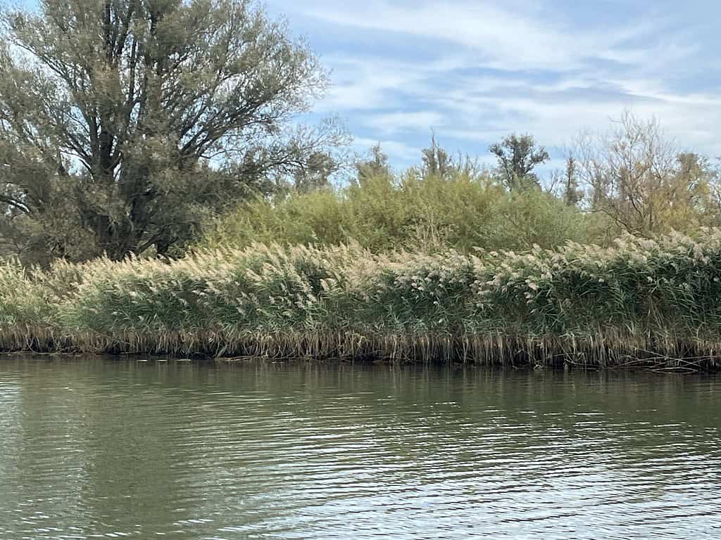 Een kalme rivier met hoog riet langs de oever en een achtergrond van bomen onder een gedeeltelijk bewolkte lucht.