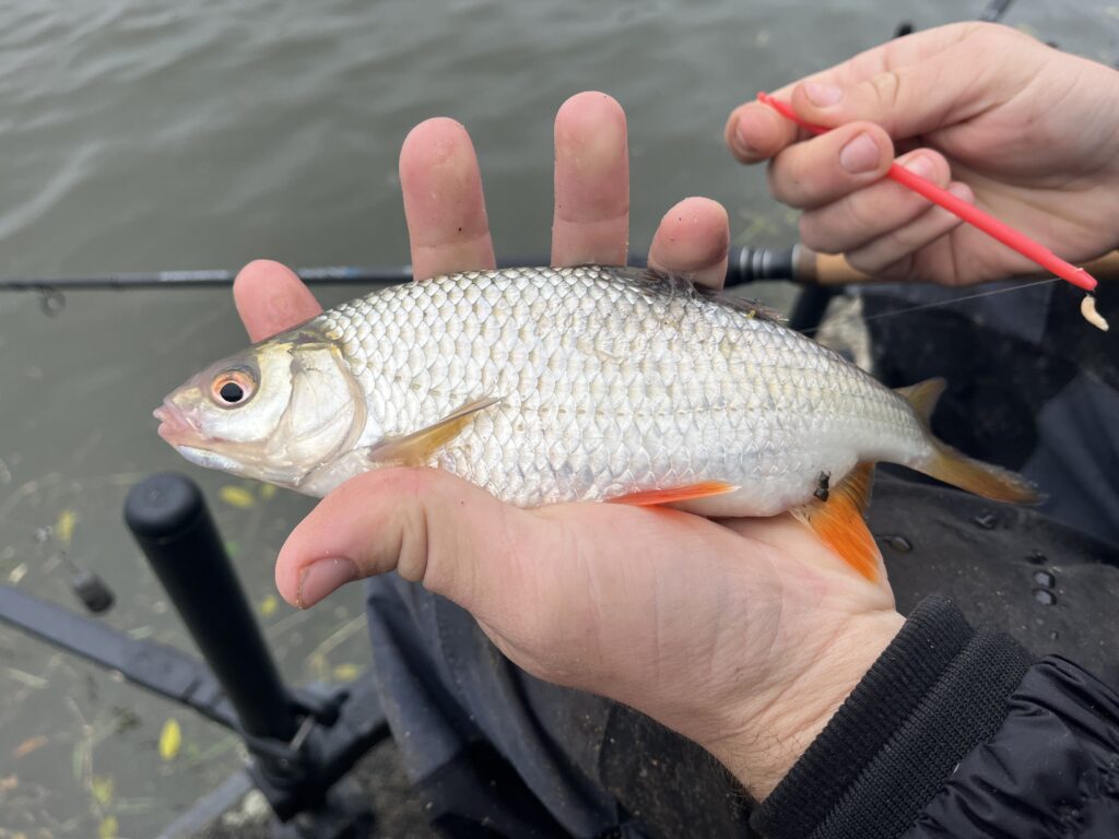 Close-up van een persoon die een klein zilverkleurig visje met oranje vinnen vasthoudt bij het kanaal, met op de achtergrond Jelle Zwijnenburg die vakkundig de hengel en lijn bestuurt, wat doet denken aan een rustig feedervissen-tafereel.