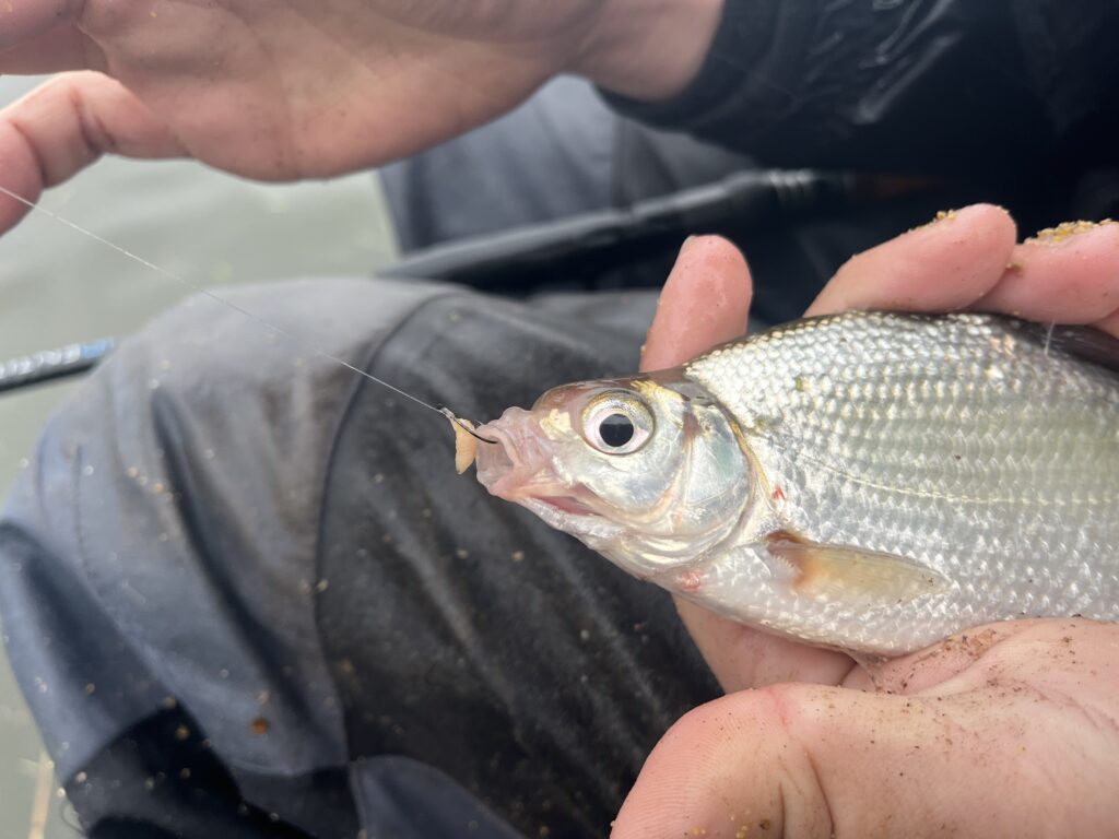 Een close-upfoto laat zien hoe iemand vakkundig een kleine vis met een haak in zijn bek vasthoudt. Het doet denken aan de nauwkeurige technieken die Jelle Zwijnenburg zou gebruiken tijdens het feedervissen in het kanaal.