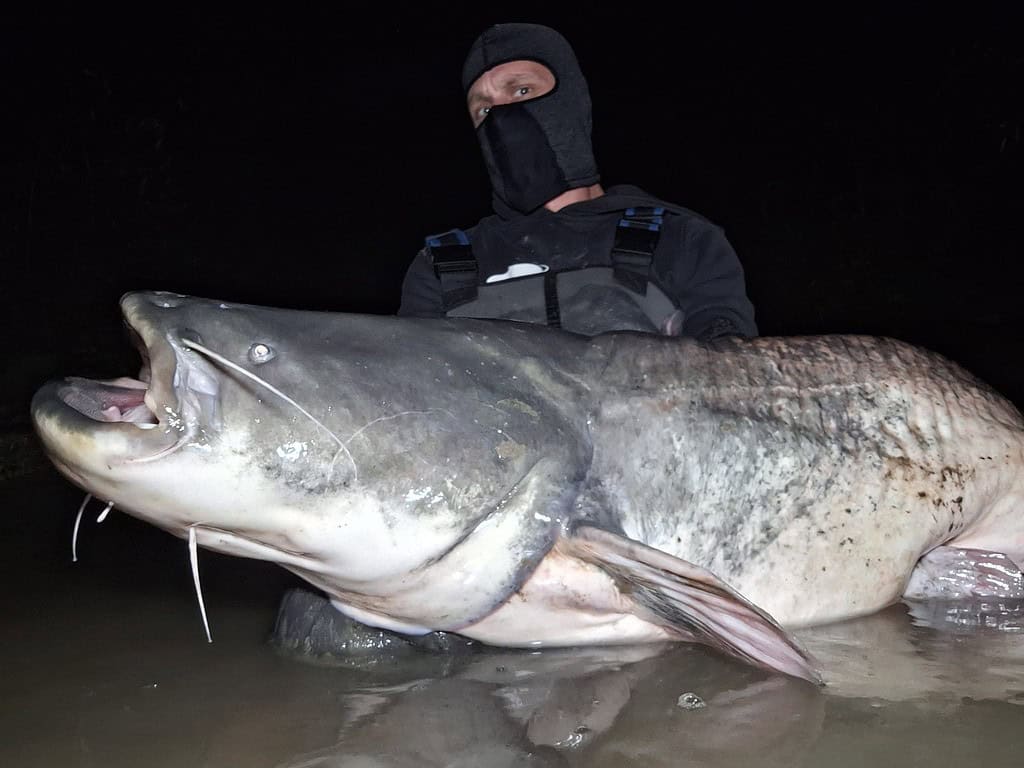 In het schemerige licht van de nacht toont een persoon met een masker trots zijn Vangsten, een grote meerval, in het ondiepe water.