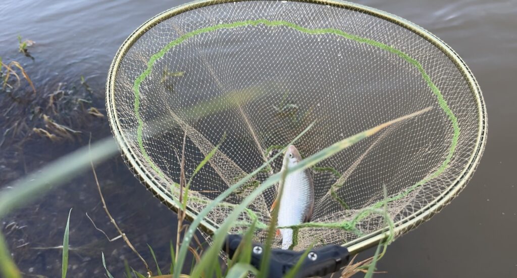 Boven het water van de Waal wordt een vis gevangen in een schepnet bij een grasveld vastgehouden, waardoor de wonderen van het hoogwater worden getoond.