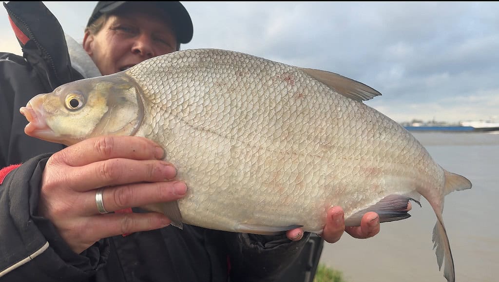 Onder de bewolkte lucht bij de Waal houdt een persoon trots een grote vis met zilveren schubben vast. De waterkant glinstert, een hint naar recent hoogwater, waardoor het een ideale plek is voor feedervissenthousiastelingen om hun vangst te bewonderen.