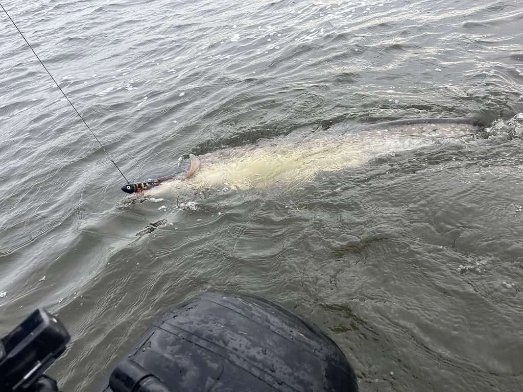 Grote vis gevangen aan een vislijn in woelig water vlak bij een boot.