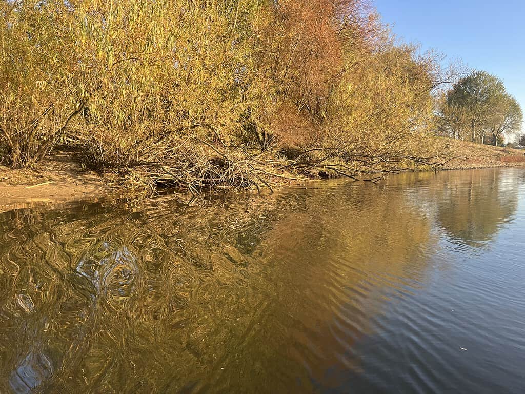 Bomen met herfstbladeren weerspiegelen in het kalme water van een rivieroever onder een helderblauwe lucht.