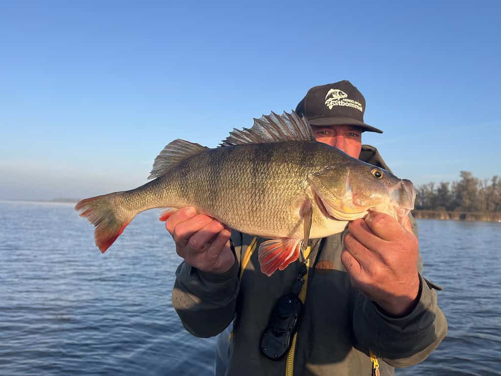 Joris en Johan tonen triomfantelijk hun vangst, een brute baarzenvanger, op de boot. De glinsterende vis, gevangen met bladebaits, contrasteert prachtig met de strakblauwe lucht en het glinsterende water op de achtergrond.