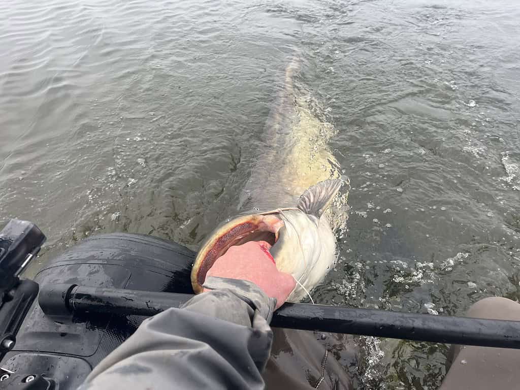 Persoon houdt een grote vis vast bij de bek, vlak bij het water, en maakt zijn kleding gedeeltelijk nat.