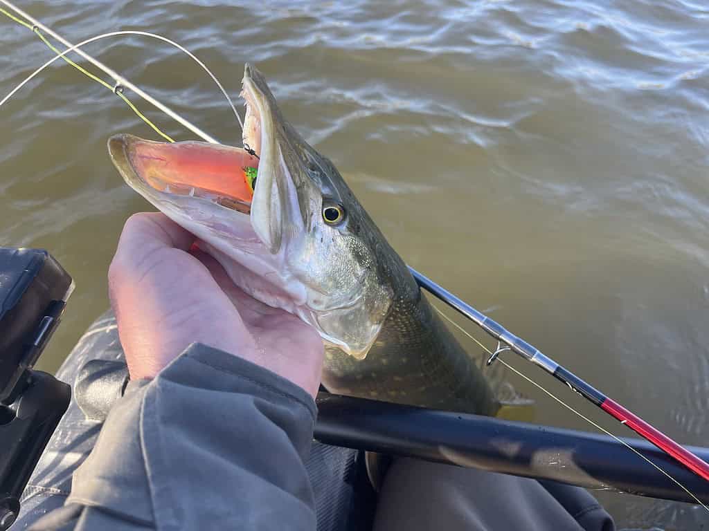 Persoon die een grote vis vasthoudt met een hengel, zittend in een boot op het water.