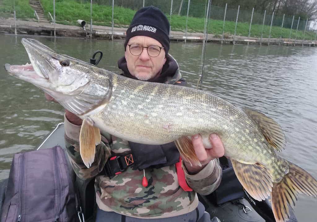 Een persoon toont trots zijn vangst, met een grote vis in zijn handen op een boot in kalm water, gekleed in camouflagekleding en een zwarte muts. "Vangsten van de Week," lachen ze, dit moment vastleggend om te delen met jullie.