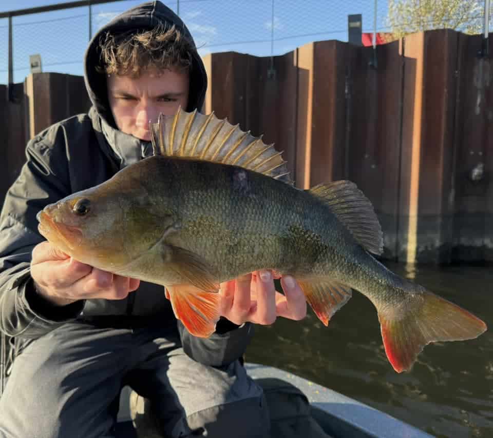 Een persoon grijpt hun indrukwekkende vangsten, een grote vis met donkere schubben en rode vinnen, terwijl ze aan boord van een boot zijn. Het rustige water en een houten barrière vormen de achtergrond voor dit trotse moment in wat een onvergetelijke visweek is geweest.