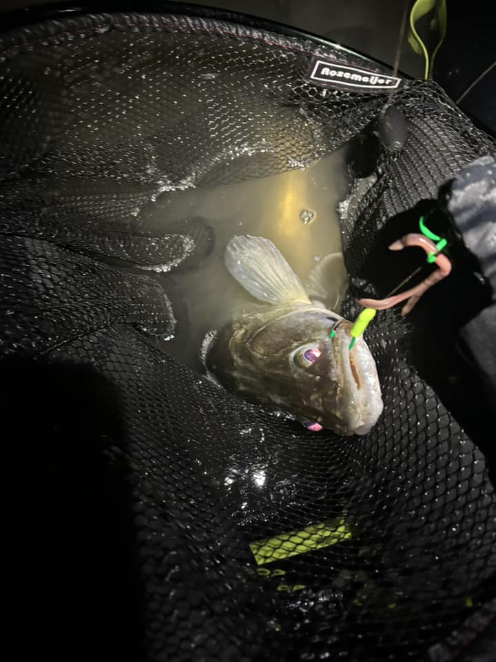 Een vis met een lokaas in zijn bek wordt gevangen in een net, gedeeltelijk onder water. Dit is absoluut een item voor de 'Vangsten van de Week'.