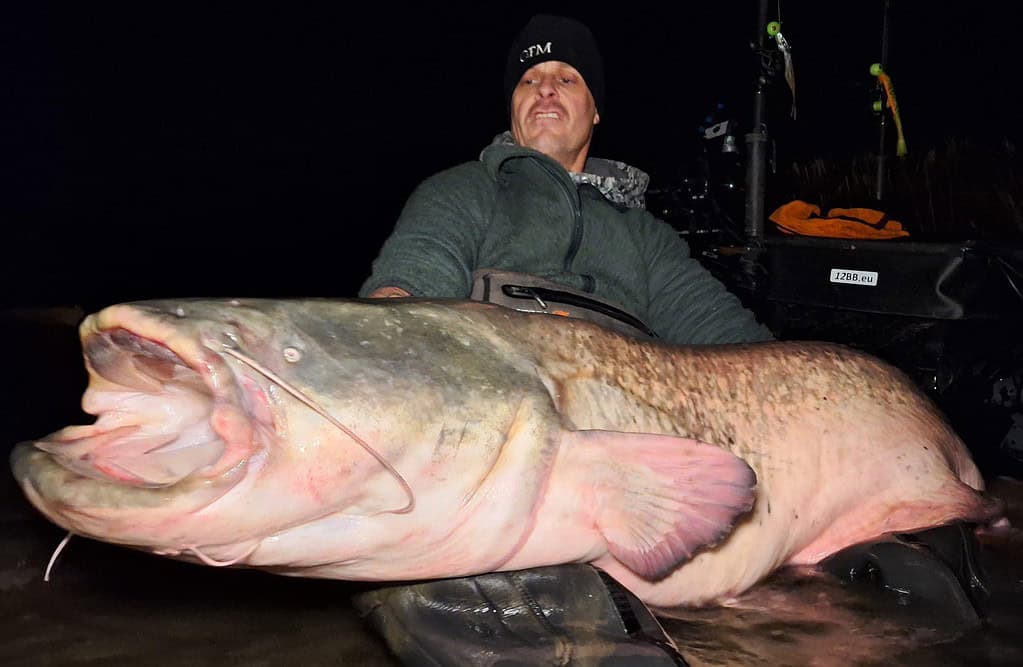 Onder de sterrennacht houdt een persoon trots een grote meerval vast aan de waterkant, gekleed in een muts en jas. Vangsten van dit gedenkwaardige uitje liggen op de loer tegen de achtergrond van visgerei.