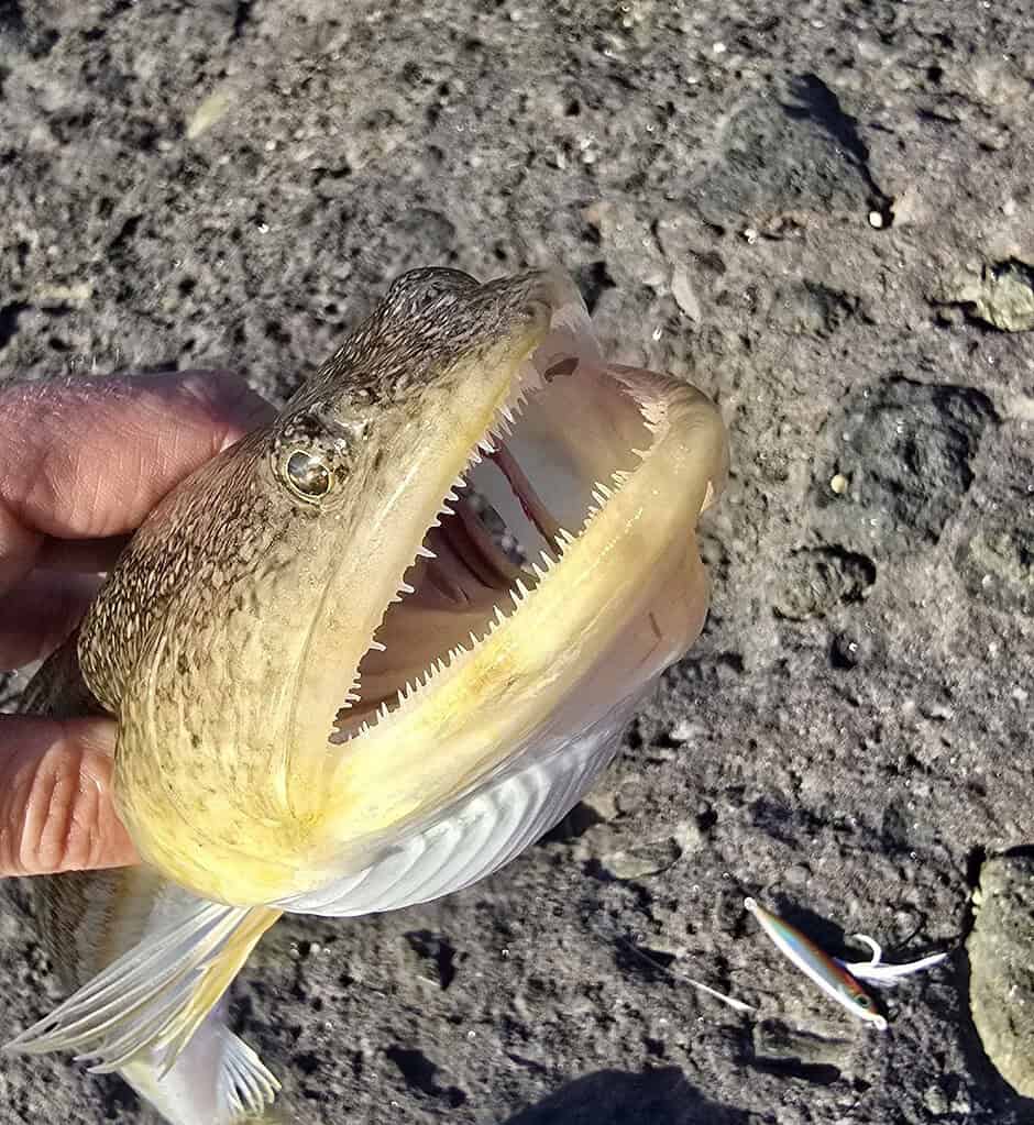 Close-up van een persoon die trots een vis vasthoudt met zijn bek open, scherpe tanden onthullend, op een rotsachtig oppervlak. Een klein vislokmiddel ligt in de buurt, het vangt de triomfantelijke vangsten van de week.