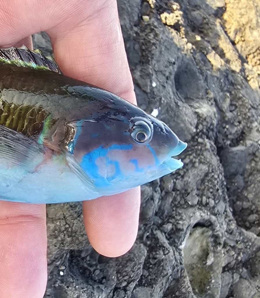 Iemand houdt met zijn vingers een kleine vis vast met felblauwe en groene schubben. Deze is in de eerste week van het jaar vers gevangen in Vangsten, tegen een rotsachtige achtergrond.