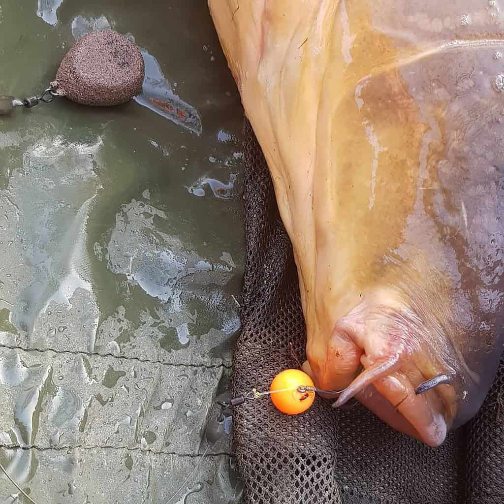 Een glimmende vis, gevangen tijdens een rustige wintervisserij, ligt op een nat oppervlak met een oranje aas er nog aan.