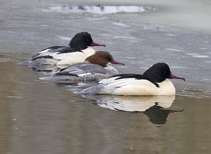 Drie grote zaagbekken met opvallende zwarte en bruine koppen zwemmen op een rij op het kalme, ijskoude wateroppervlak van de Grote Rivier.