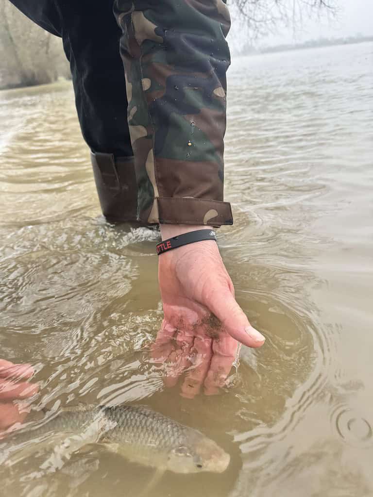 In een ondiep, modderig gedeelte van een grote rivier laat iemand in camouflagepakken voorzichtig een vis vrij, zich bewust van het recente hoge water.