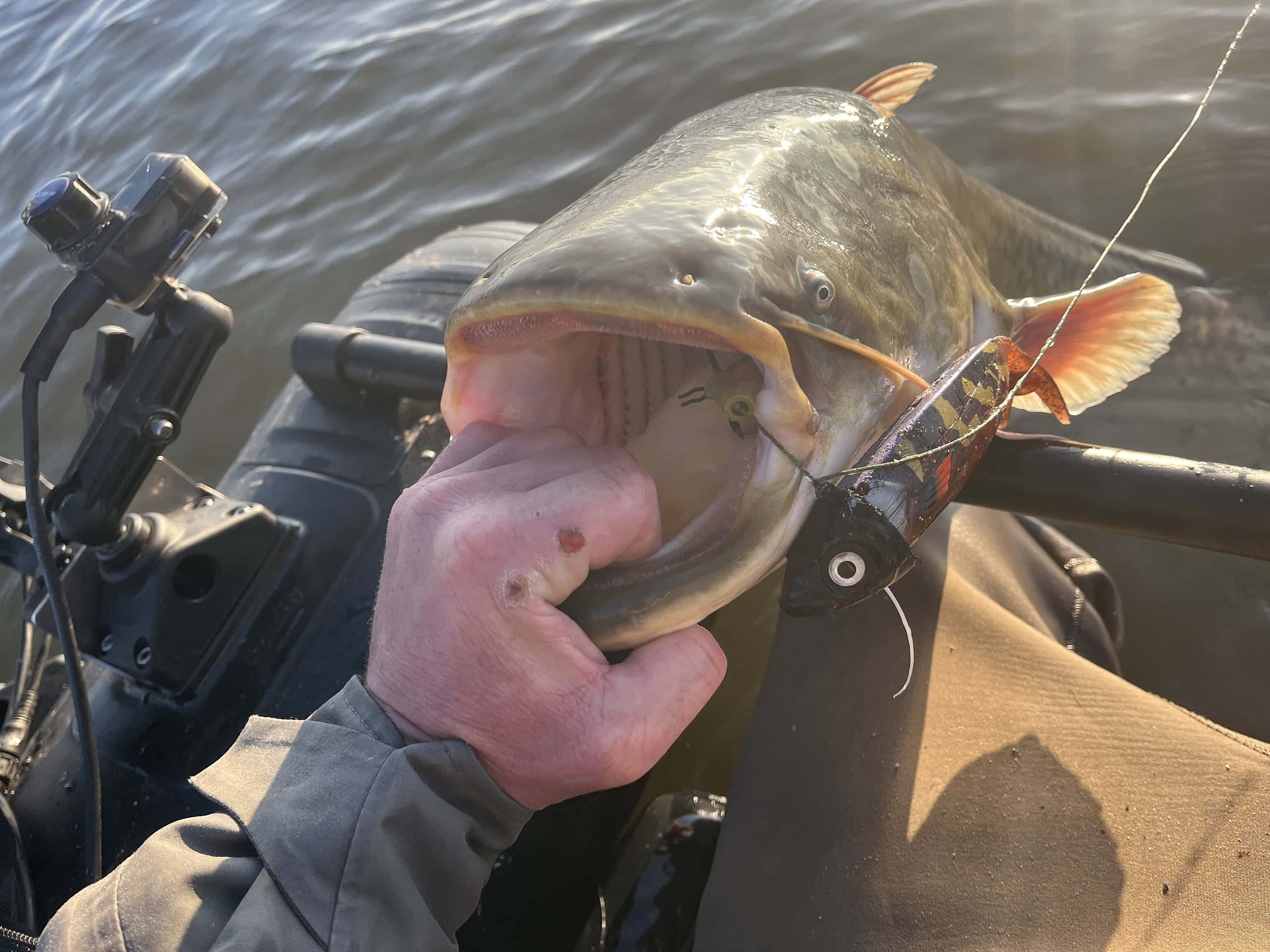 Persoon die in een kajak op het water zit en een grote vis vasthoudt met een lokaas bij de bek.