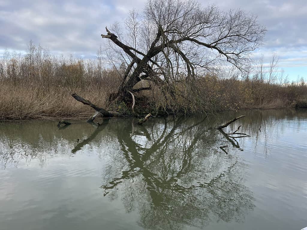 Een bladloze boom leunt over een kalm wateroppervlak en weerspiegelt op het wateroppervlak, omringd door droog riet onder een bewolkte lucht.