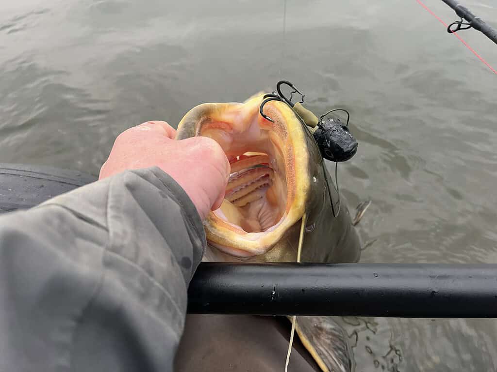 De hand van een visser verwijdert de haak uit de bek van een grote vis boven water.