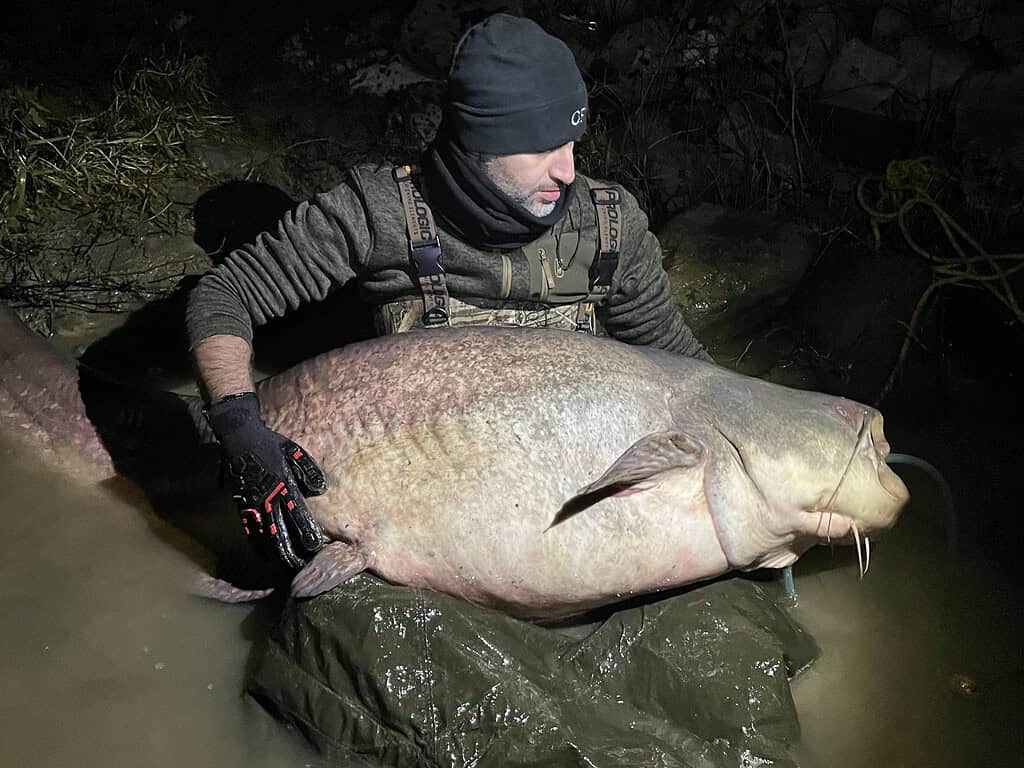 In de geest van de Vangsten van de week kersteditie toont een persoon in buitenkleding trots een grote meerval in ondiep water onder de nachtelijke hemel.