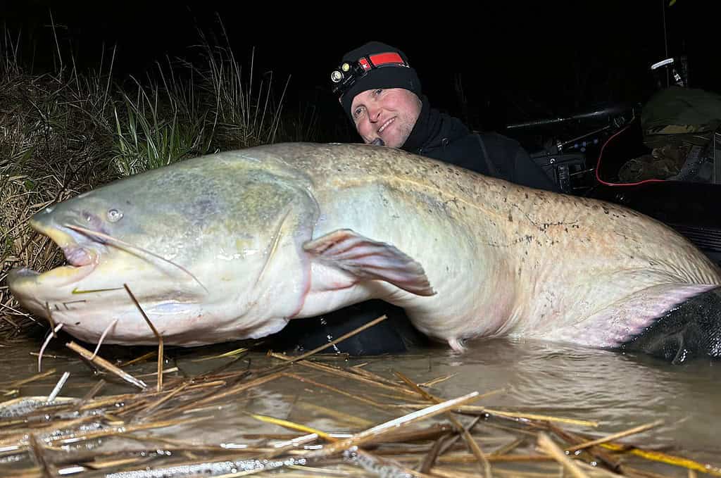 Een persoon houdt 's nachts een grote meerval vast aan de oever van een rivier. Hij draagt donkere kleding en een hoofdlamp.