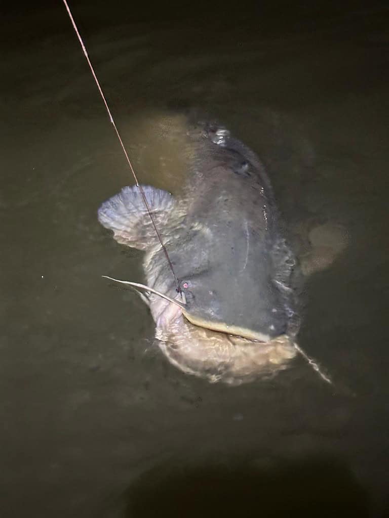 Een grote meerval zwemt in het schemerdonker vlak onder het wateroppervlak, vastgehaakt aan een vislijn.