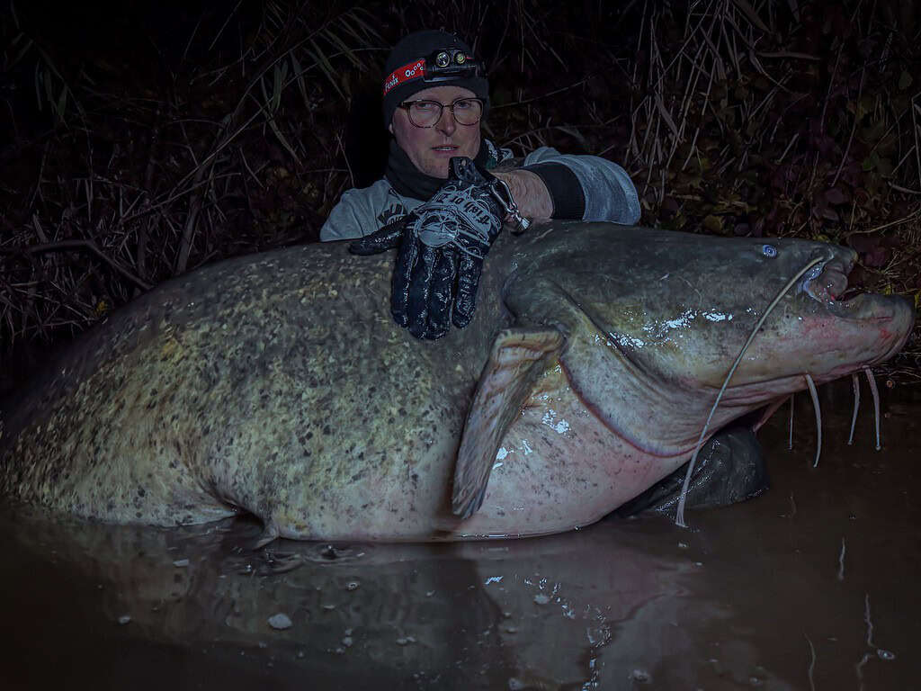 Iemand met een hoofdlamp laat trots een grote meerval zien in een donkere, modderige omgeving bij het water. Dit is een van de beste vangsten van de week.